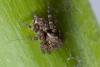 Pseudeuophrys erratica